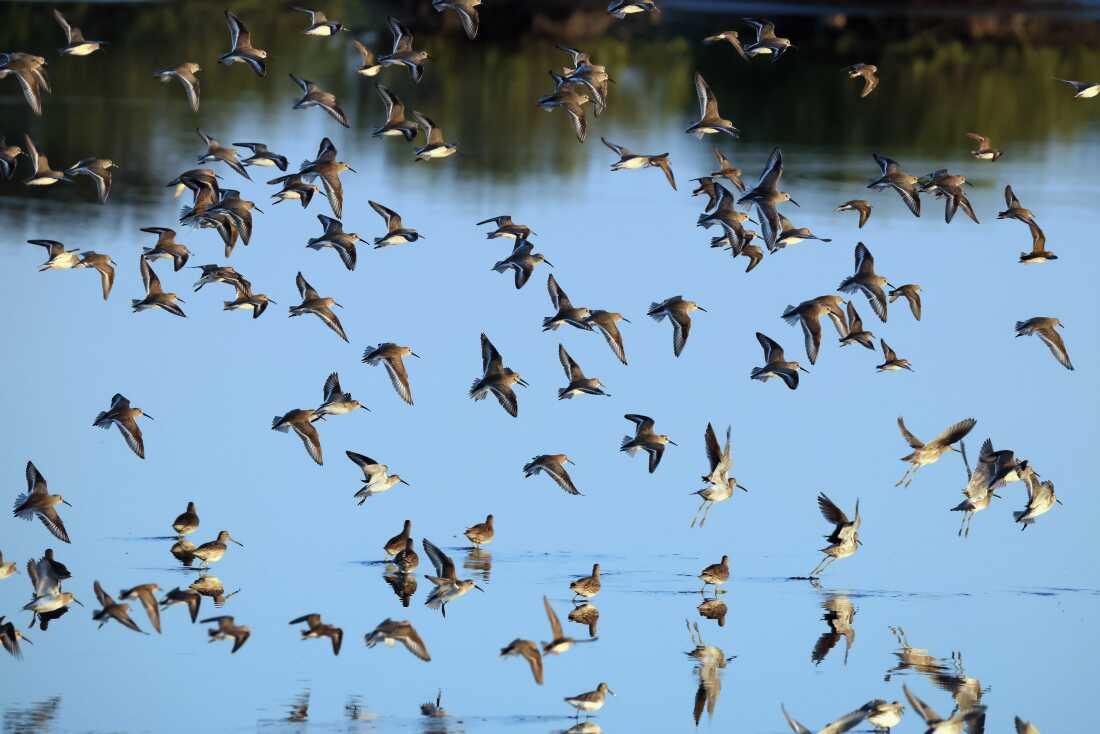 A wide assortment of birds populate the Merritt Island National Wildlife Refuge on Feb. 9, 2025, in Merritt Island, Fla. 