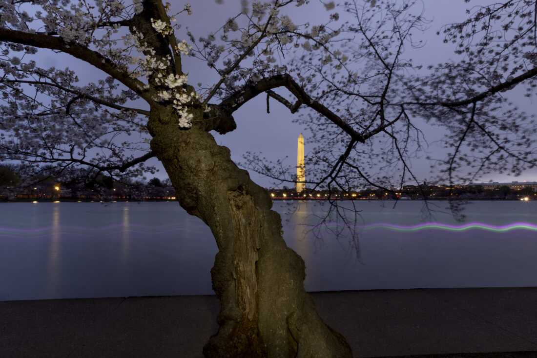 In need of some peace? Take a stroll — or scroll — through D.C.’s cherry blossoms In need of some peace? Take a stroll — or scroll — through D.C.’s cherry blossoms