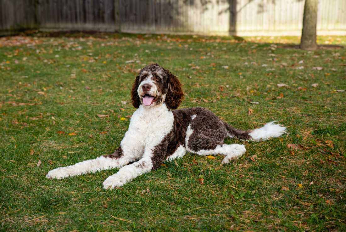 A large, adorable white, brown and black bernedoodle dog sits on the grass.