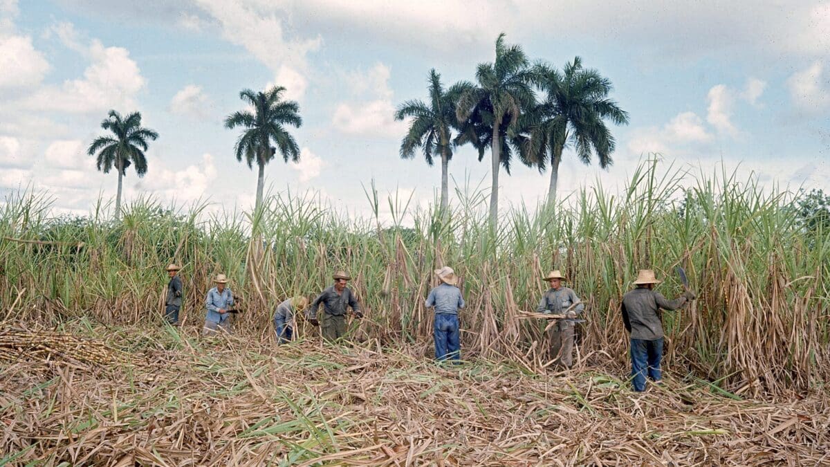 Cuba’s Sugar Workers Played a Key Role in Its Revolution