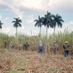 Cuba’s Sugar Workers Played a Key Role in Its Revolution