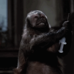 The Monkey as Sleeper Horror Hit The Monkey as Sleeper Horror Hit