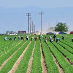 Farmers Try to Keep Food on the Table Despite Trump Farmers Try to Keep Food on the Table Despite Trump