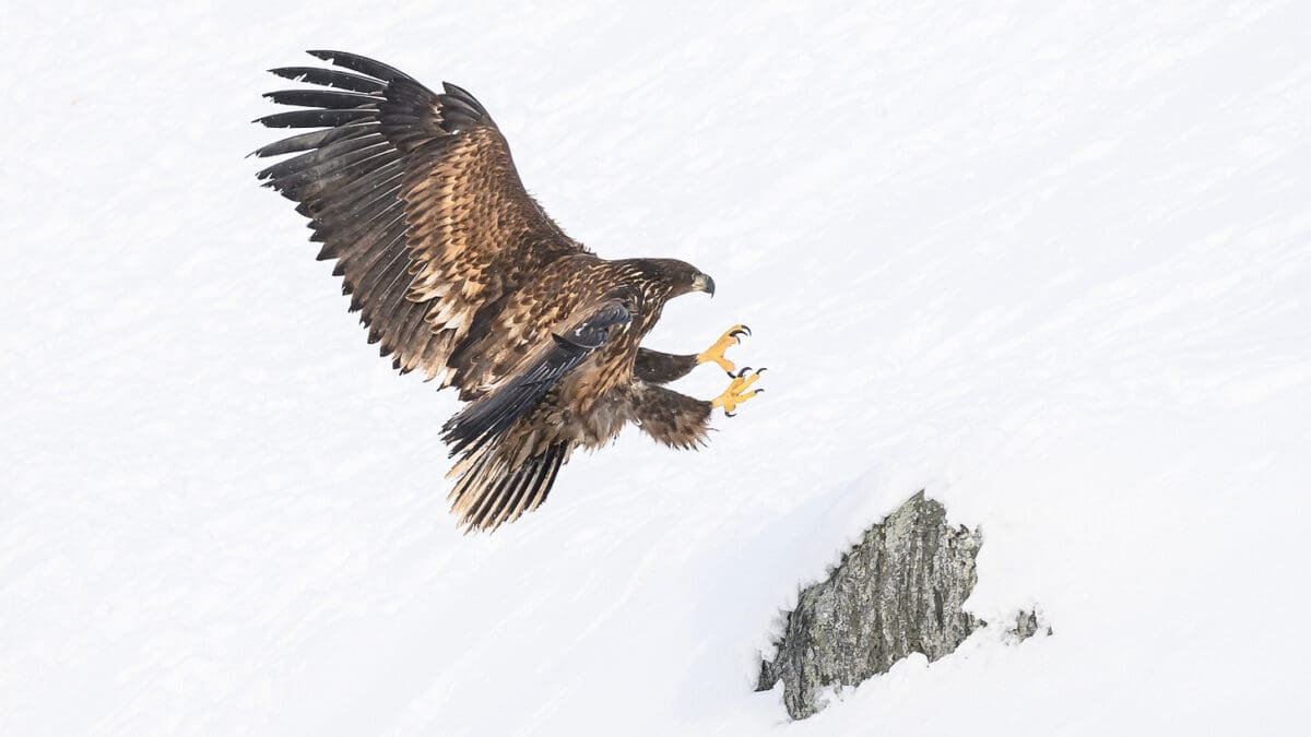 Stop Groping Greenland