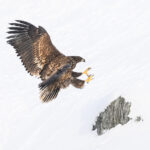 Stop Groping Greenland